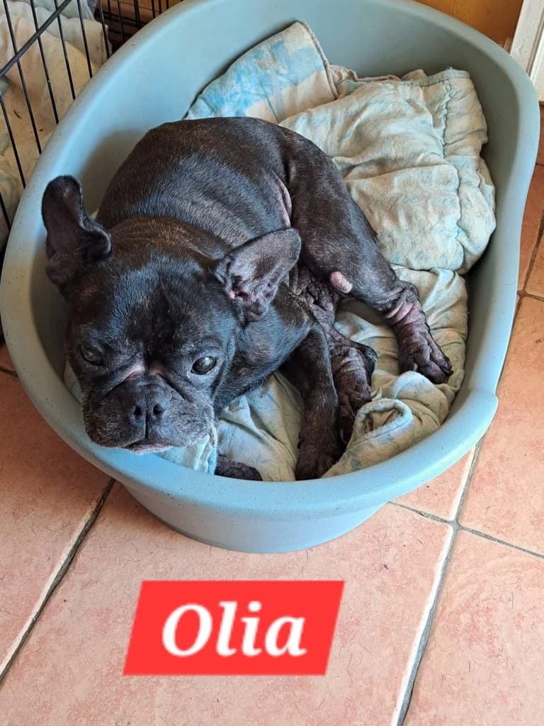 Olia et Stacy, male Mixed Breed for adoption at LDAS 72