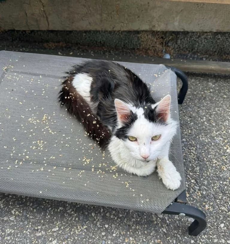 Guizmo, male senior Mixed Breed for adoption at Le Chat Sans Toit, le chat sans toit
