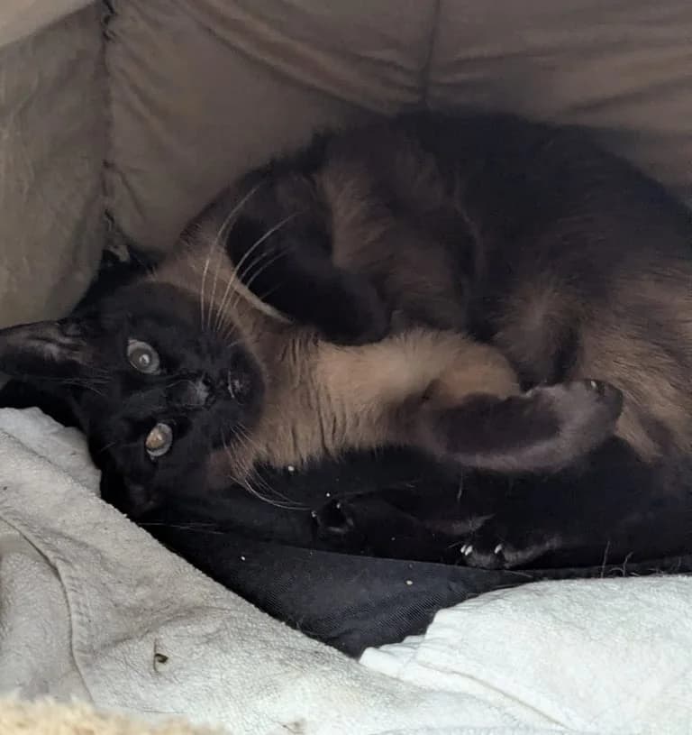 Olympe, female senior Mixed Breed for adoption at Le Chat Sans Toit, le chat sans toit
