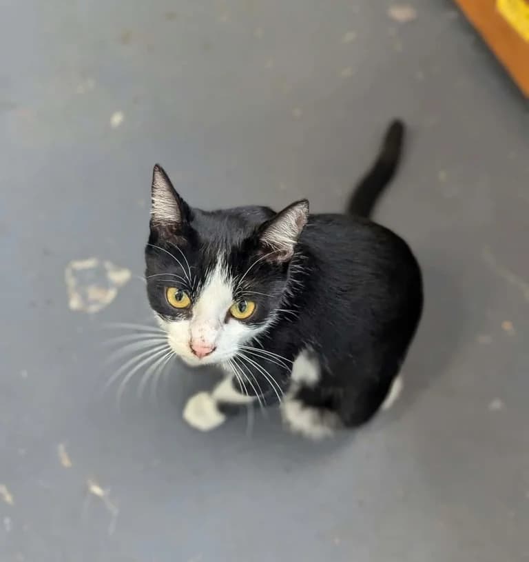 Whitney, female young Mixed Breed for adoption at Le Chat Sans Toit, le chat sans toit