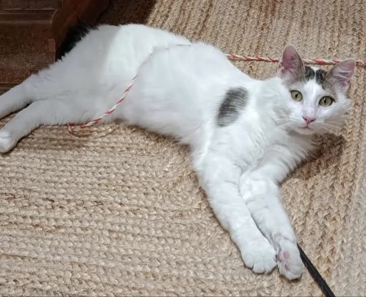 Alaska, female senior Mixed Breed for adoption at Le Clan Fel Ain