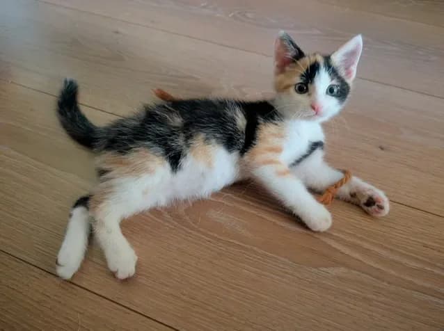Ambre, female young Mixed Breed for adoption at Le Clan Fel Ain
