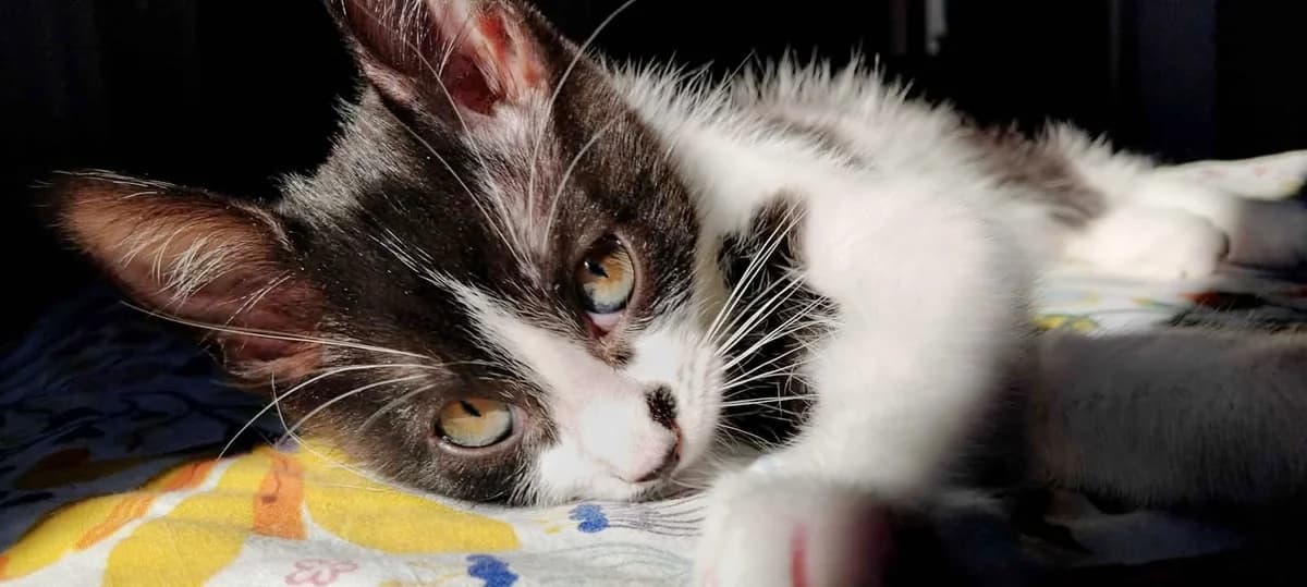 Bahamas, male Mixed Breed for adoption at Le Clan Fel Ain