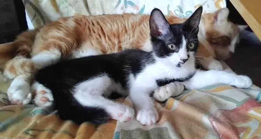 Bahamas, female Mixed Breed for adoption at Le Clan Fel Ain