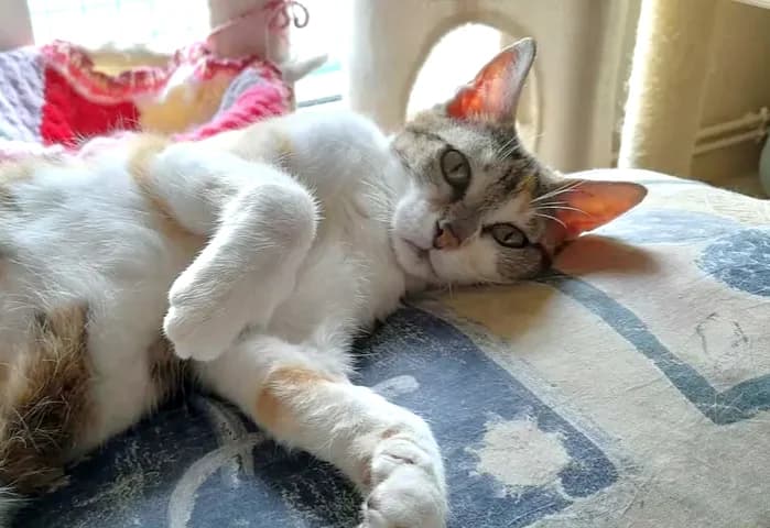 Bambina, male senior Mixed Breed for adoption at Le Clan Fel Ain