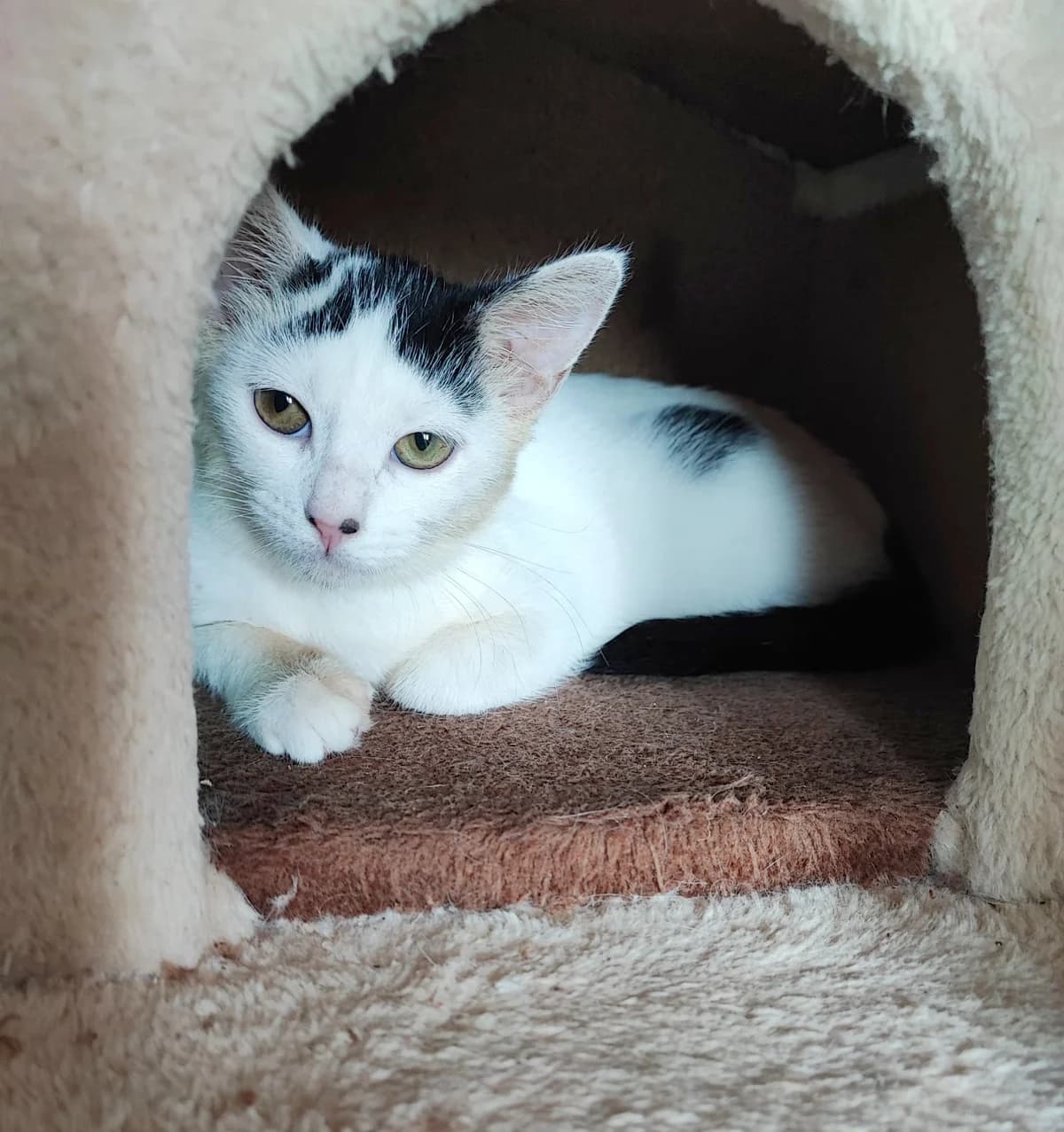 Batna, female Mixed Breed for adoption at Le Clan Fel Ain