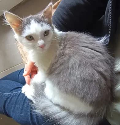 Becky, male Mixed Breed for adoption at Le Clan Fel Ain