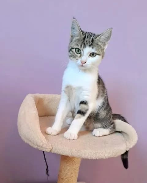Célestine, female senior Mixed Breed for adoption at Le Clan Fel Ain
