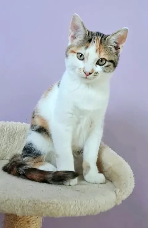 Cassiopée, female senior Mixed Breed for adoption at Le Clan Fel Ain