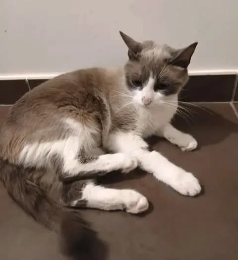 Gaufrette, female senior Mixed Breed for adoption at Le Clan Fel Ain