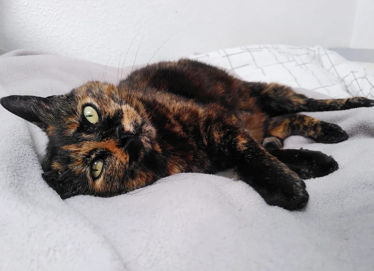 Hilda, male senior Mixed Breed for adoption at Le Clan Fel Ain