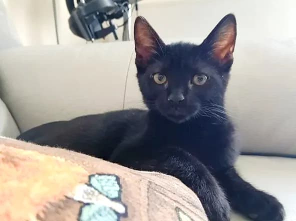 Indiana, female Mixed Breed for adoption at Le Clan Fel Ain