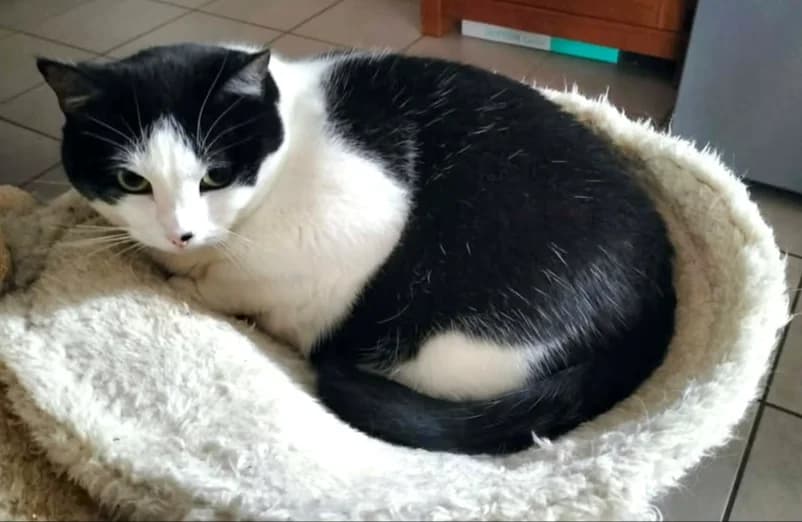 Jemma, female senior Mixed Breed for adoption at Le Clan Fel Ain