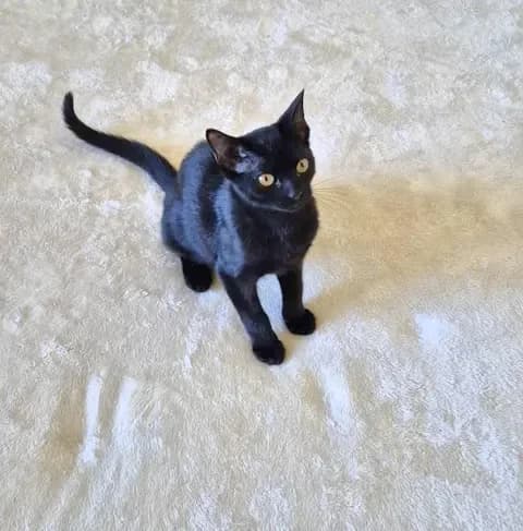 Mavis, female senior Mixed Breed for adoption at Le Clan Fel Ain