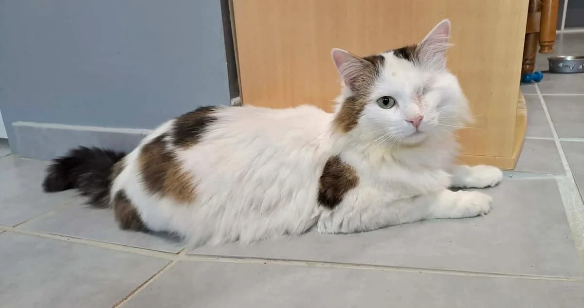 Miles, female senior Mixed Breed for adoption at Le Clan Fel Ain