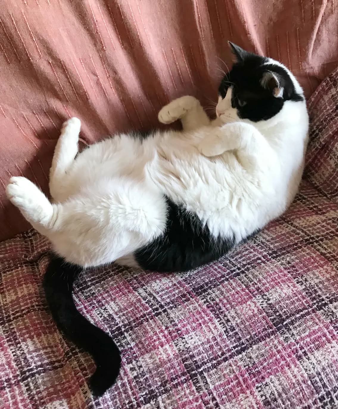 Mimouna, male senior Mixed Breed for adoption at Le Clan Fel Ain