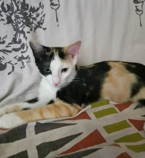 Mya, female senior Mixed Breed for adoption at Le Clan Fel Ain