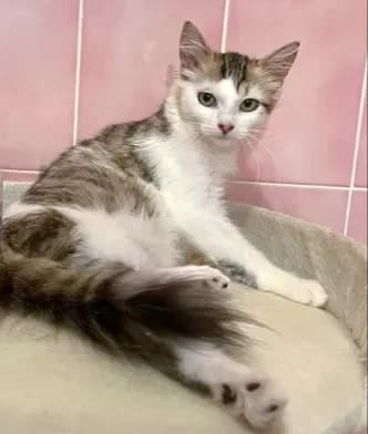 Opale, female senior Mixed Breed for adoption at Le Clan Fel Ain