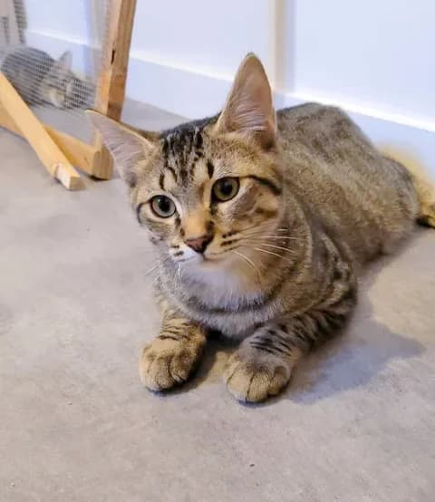 Palerme, female Mixed Breed for adoption at Le Clan Fel Ain