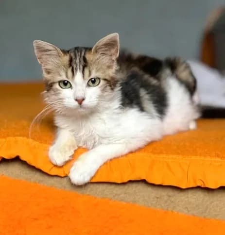 Perle, female senior Mixed Breed for adoption at Le Clan Fel Ain