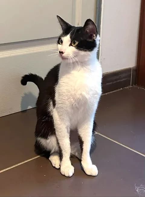 Pitchounette, female 3yo Mixed Breed for adoption at Le Clan Fel Ain