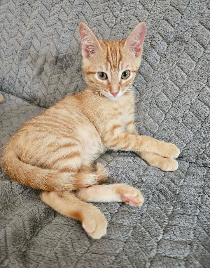 Roussio, female Mixed Breed for adoption at Le Clan Fel Ain