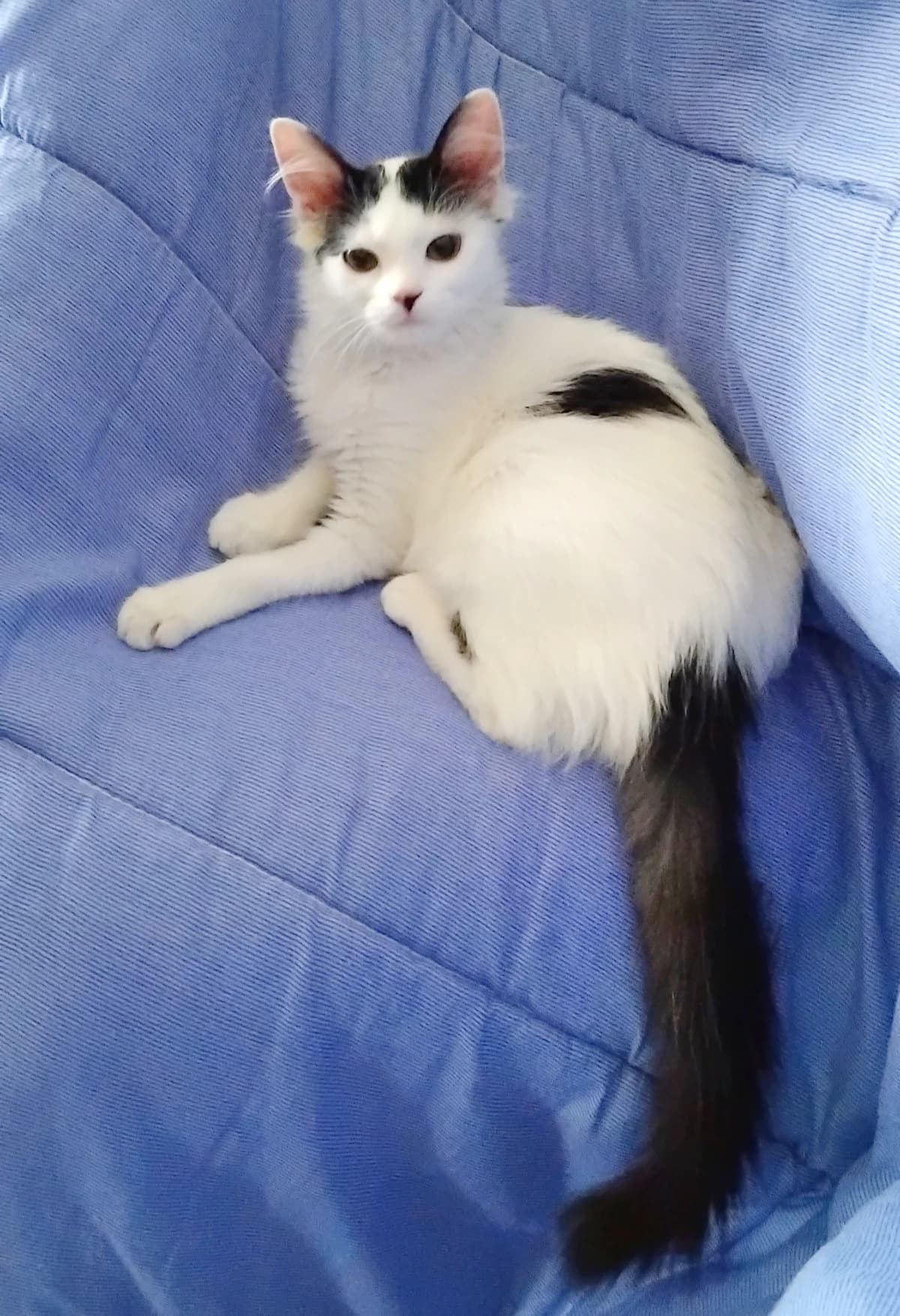 Tika, female senior Mixed Breed for adoption at Le Clan Fel Ain