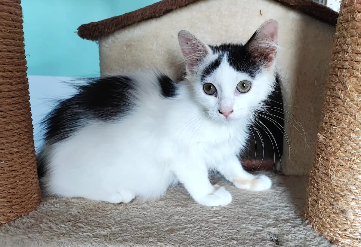 Tikie, female senior Mixed Breed for adoption at Le Clan Fel Ain
