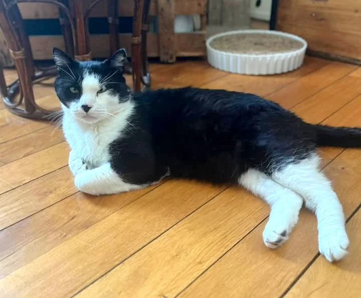 Toumo, female 5yo Mixed Breed for adoption at Le Clan Fel Ain