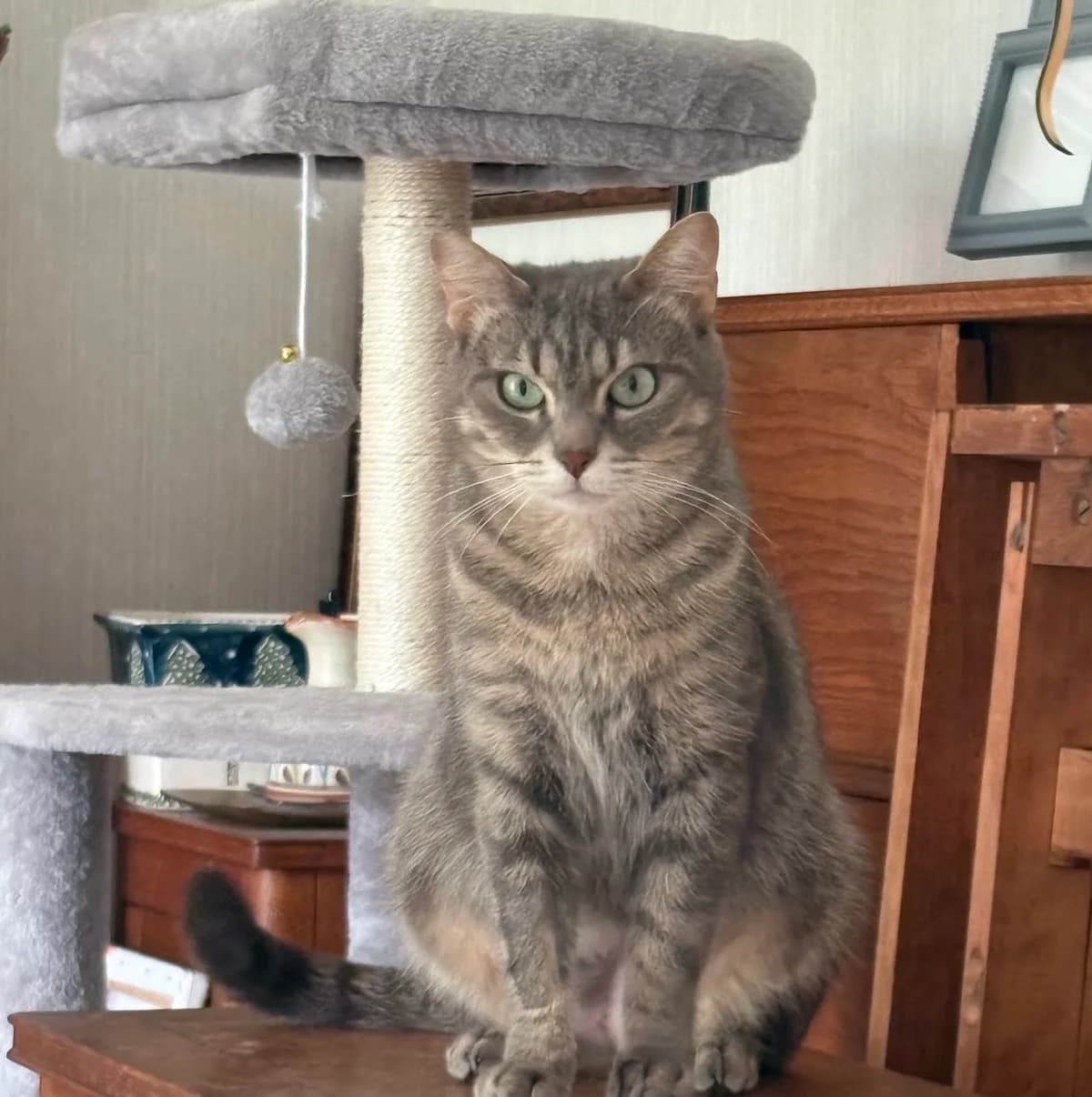 Electra, 5yo Mixed Breed for adoption at Le Gîte aux Animaux, le gite aux animaux
