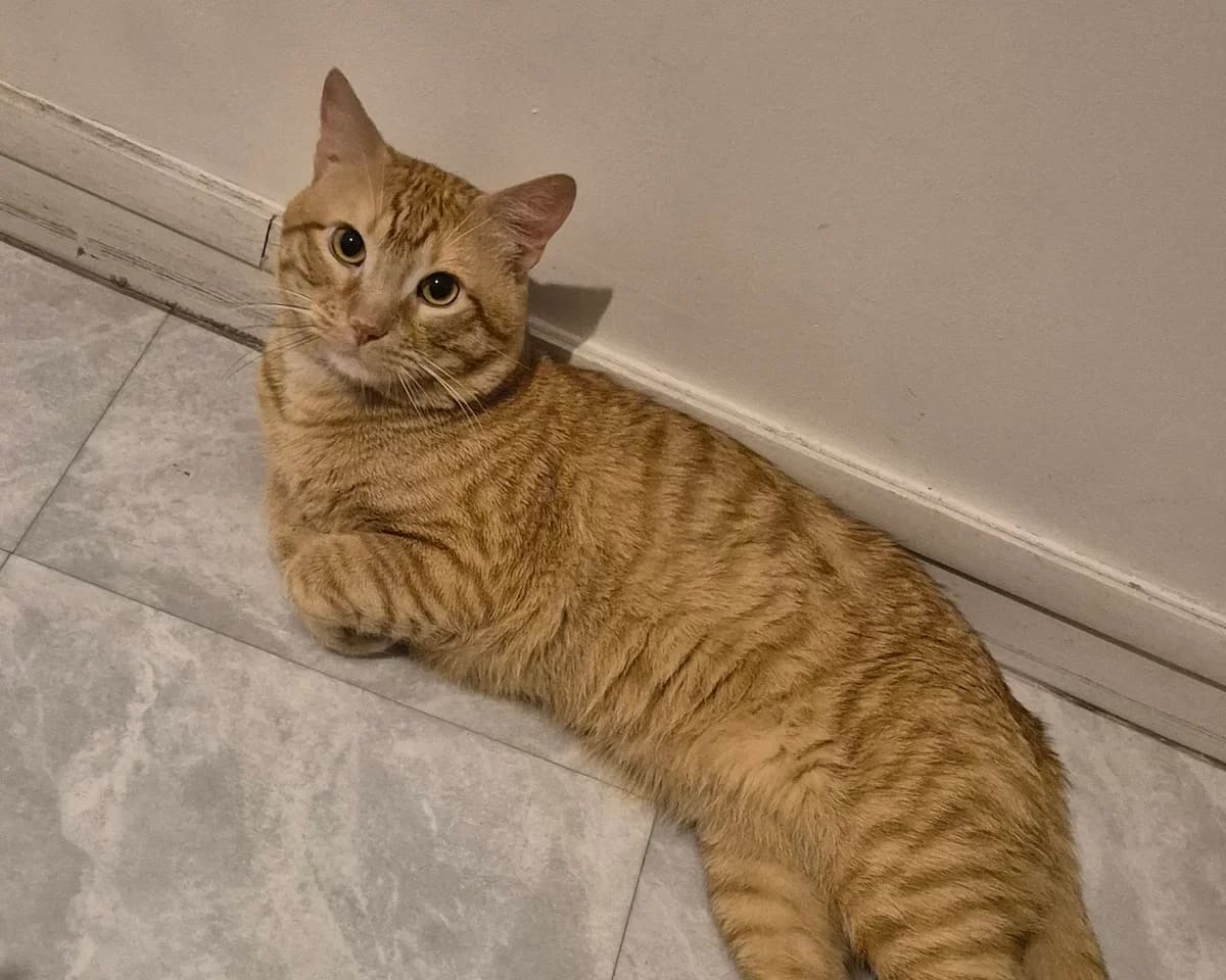 Erwan, 3yo Mixed Breed for adoption at Le Gîte aux Animaux, le gite aux animaux