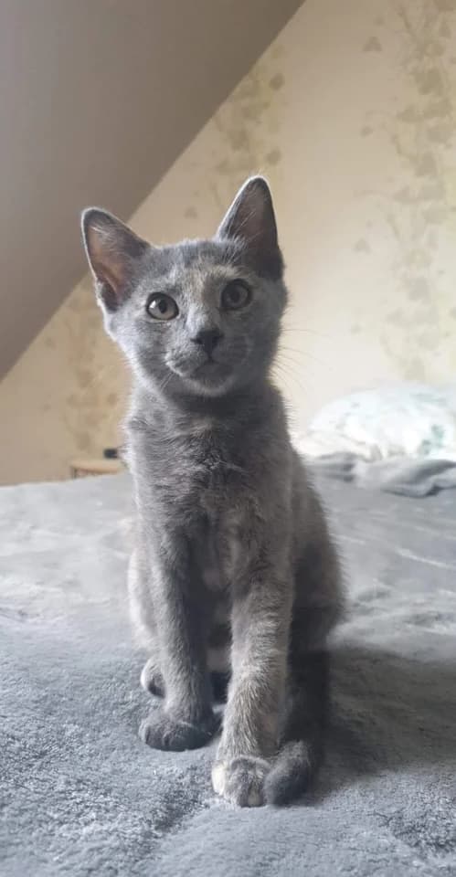 IRON, male 5yo Mixed Breed for adoption at Le Monde de Yoko, le monde de yoko