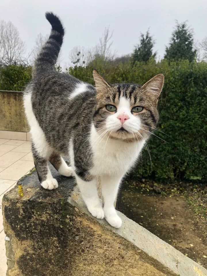 WALKER, male 5yo Mixed Breed for adoption at Le Monde de Yoko, le monde de yoko