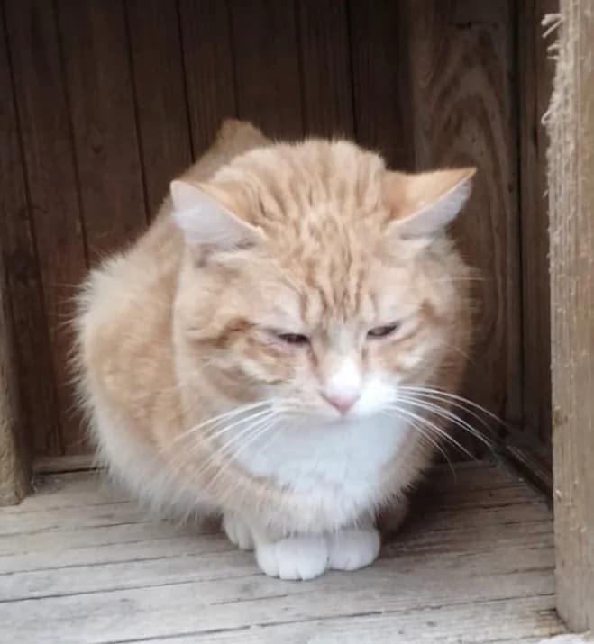 ALBUS, male young Mixed Breed for adoption at Le Refuge 61