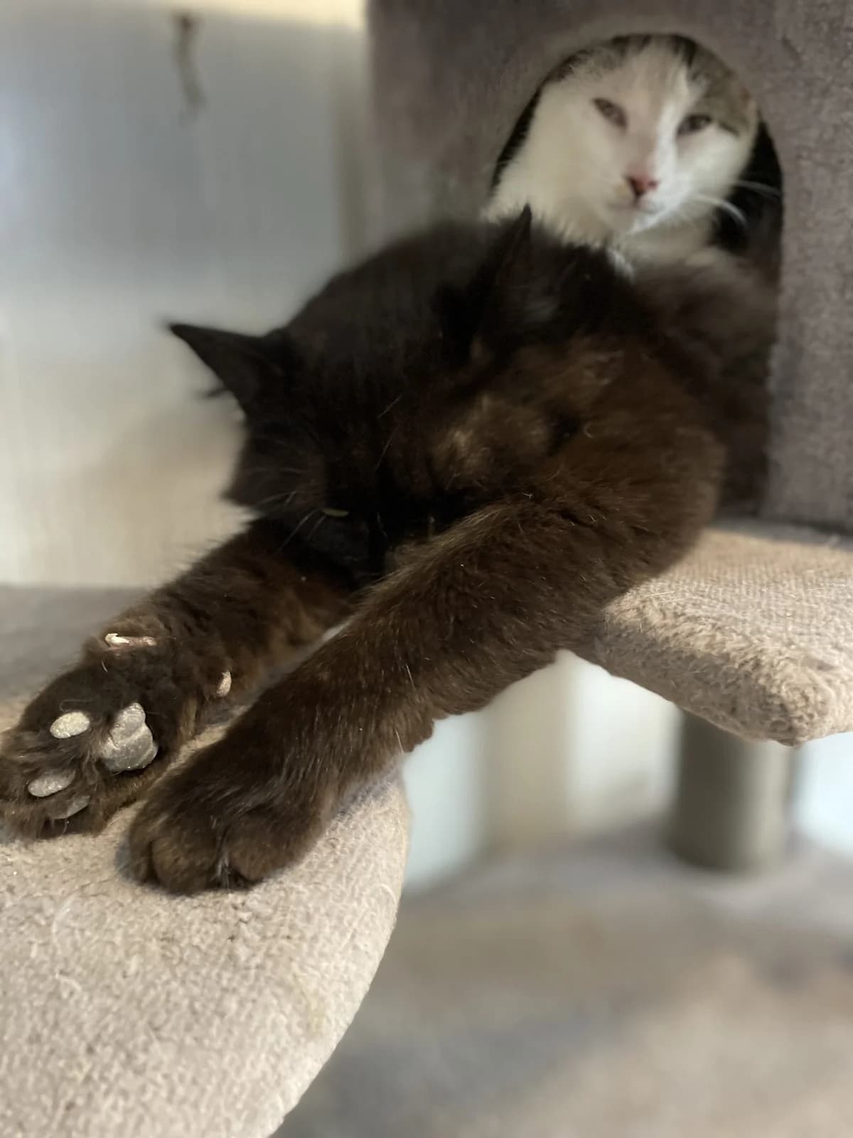 ATTILA, male 3yo European Shorthair for adoption at Le Refuge 61