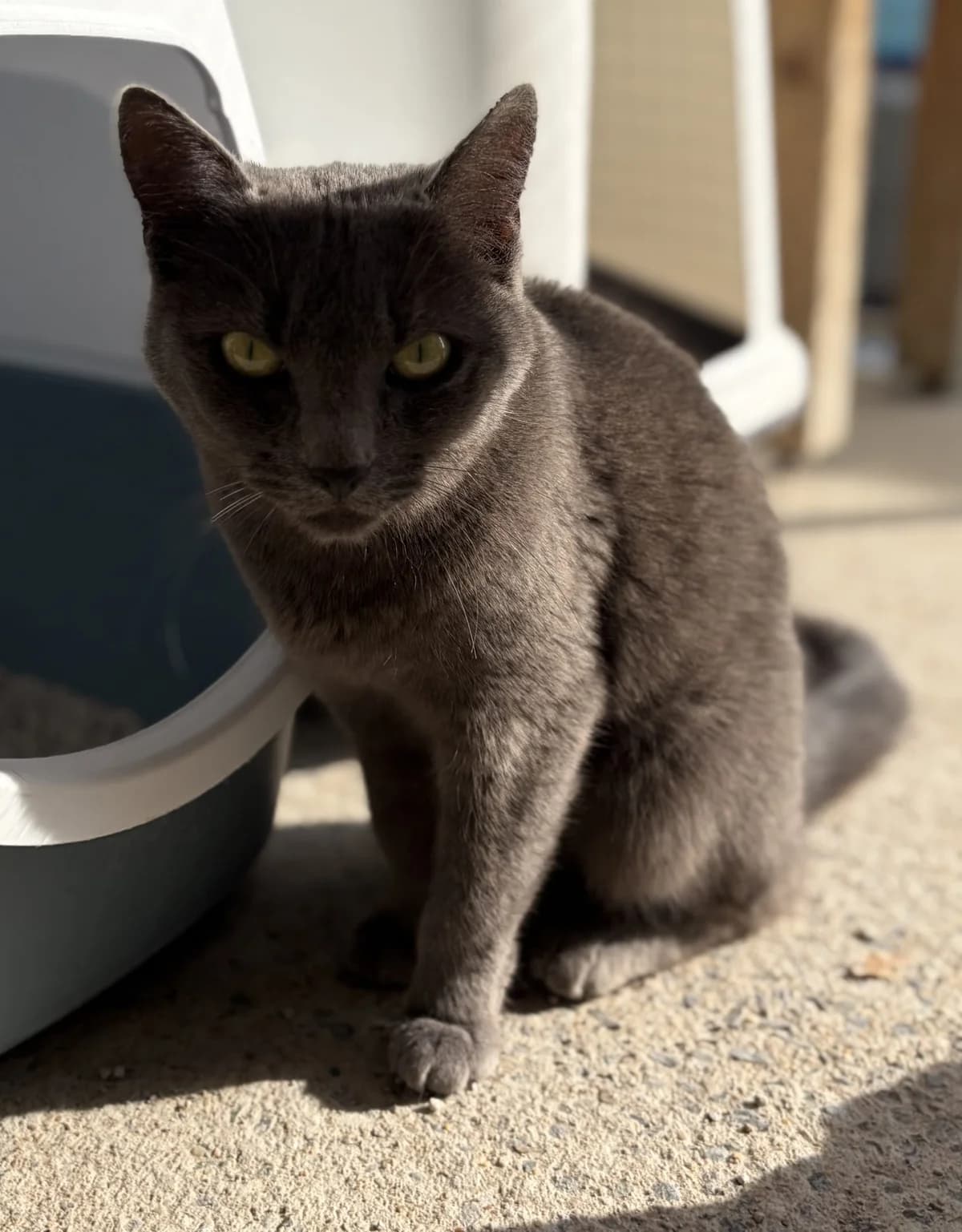 BALLERINA, female 3yo European Shorthair for adoption at Le Refuge 61