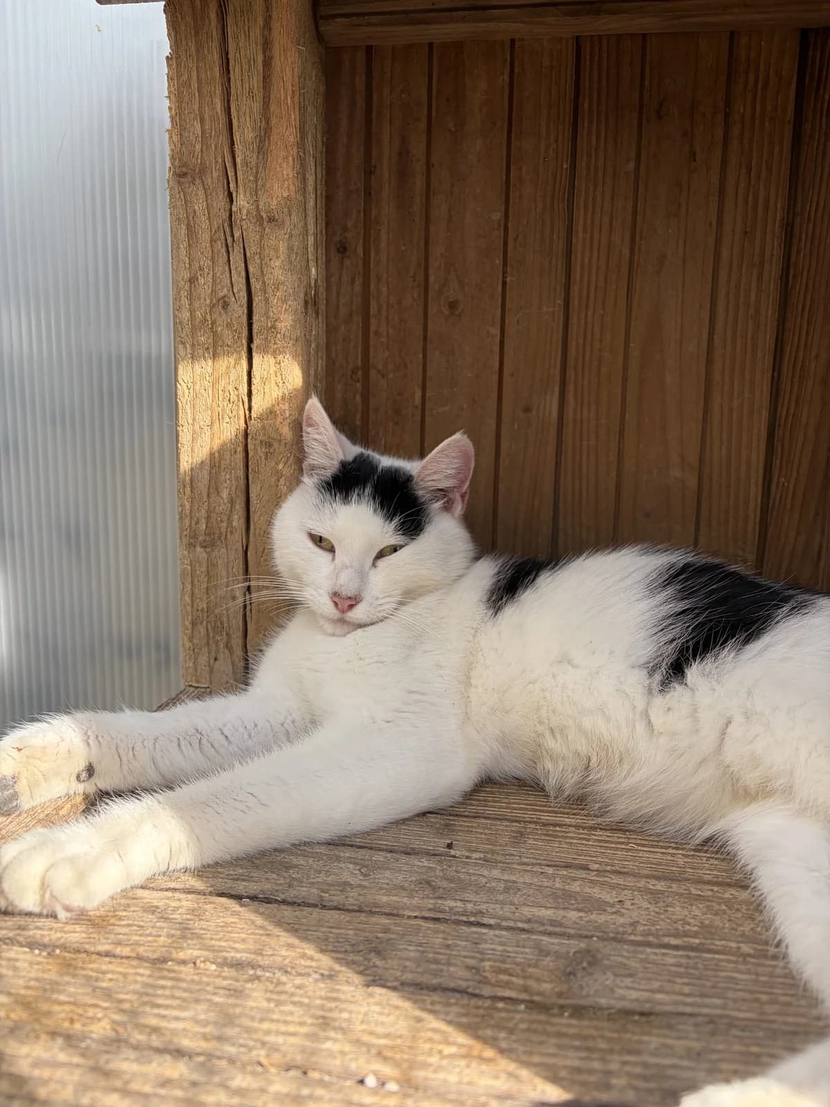 BASILIC, female 5yo European Shorthair for adoption at Le Refuge 61