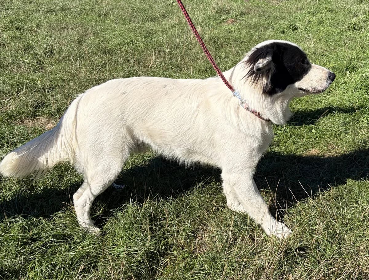 BAXTER, male young Border Collie for adoption at Le Refuge 61