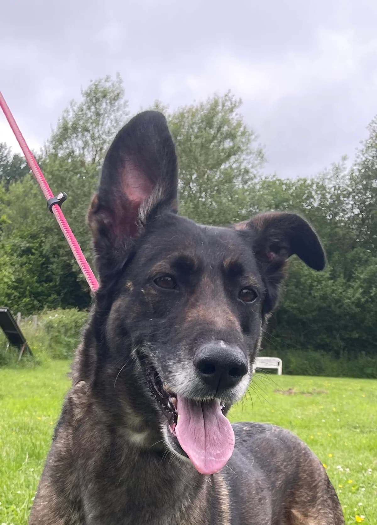 BELLE, female senior Belgian Malinois for adoption at Le Refuge 61