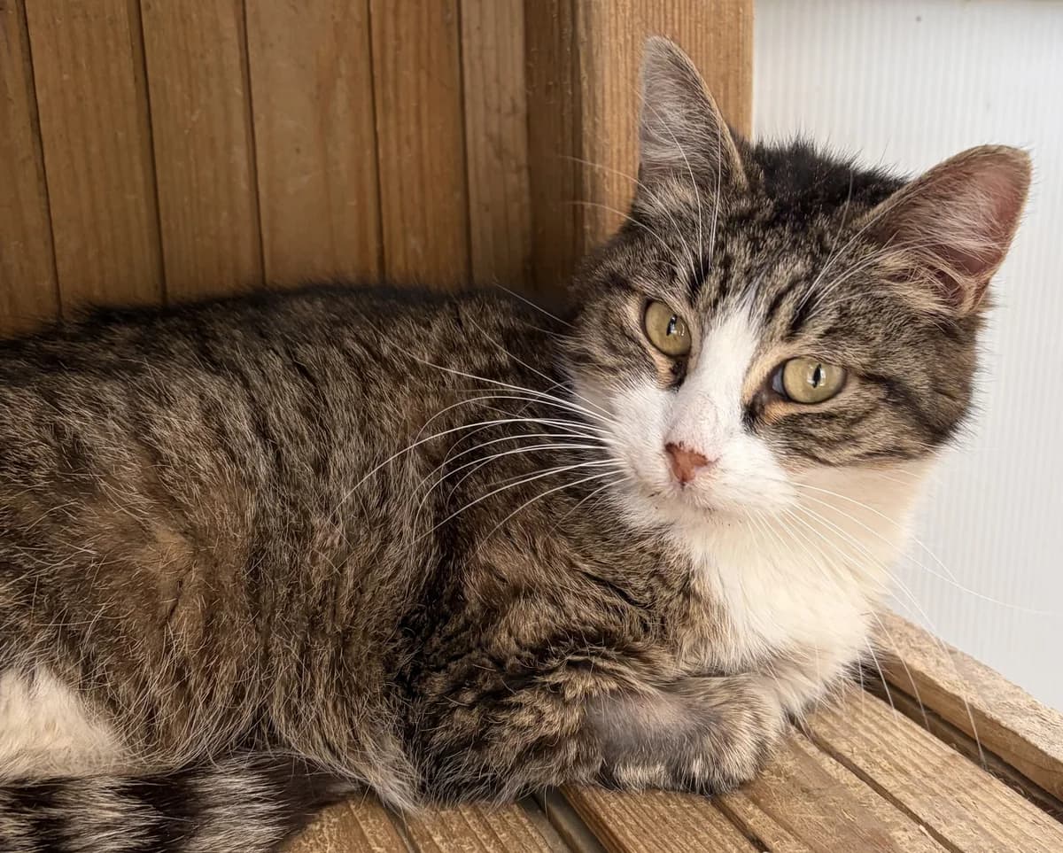 BIREBI. (en convalescence), female 4yo European Shorthair for adoption at Le Refuge 61
