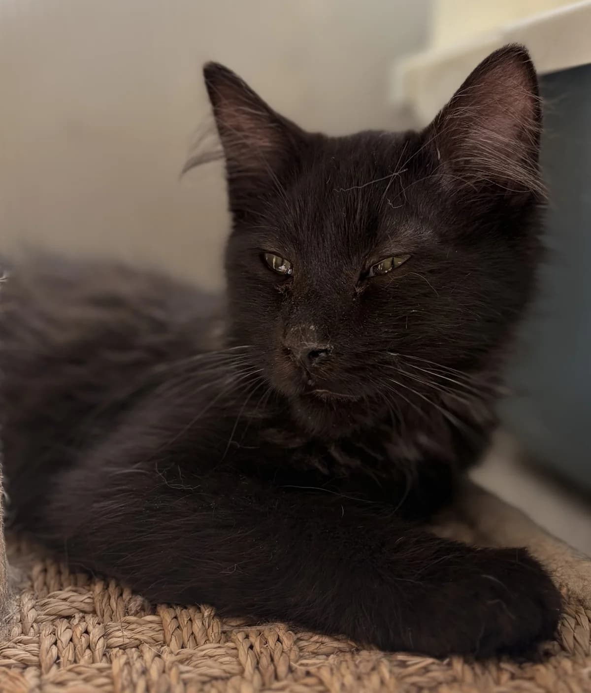 BLACK, male puppy European Shorthair for adoption at Le Refuge 61