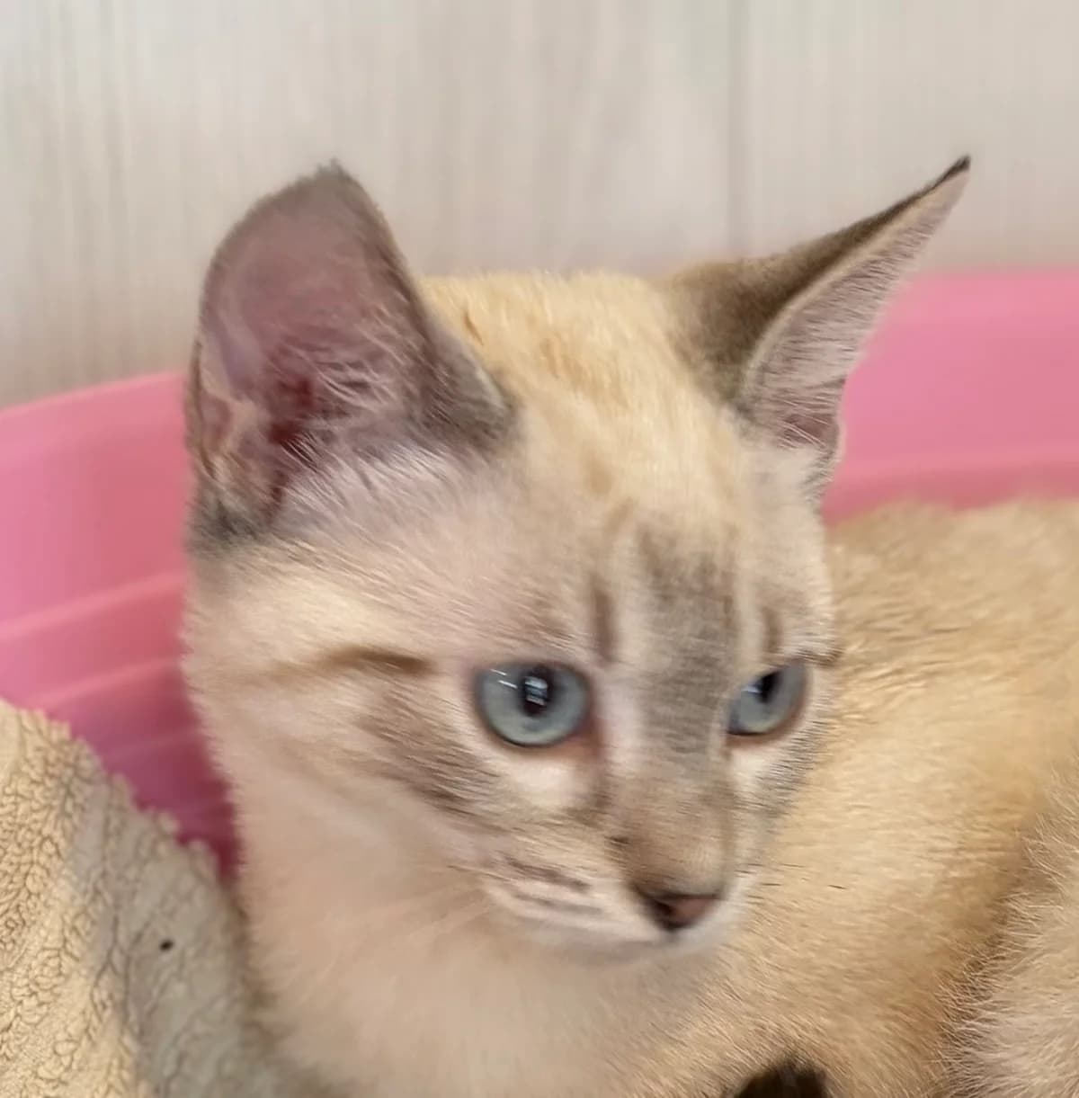 BOMBARDE, female puppy European Shorthair for adoption at Le Refuge 61