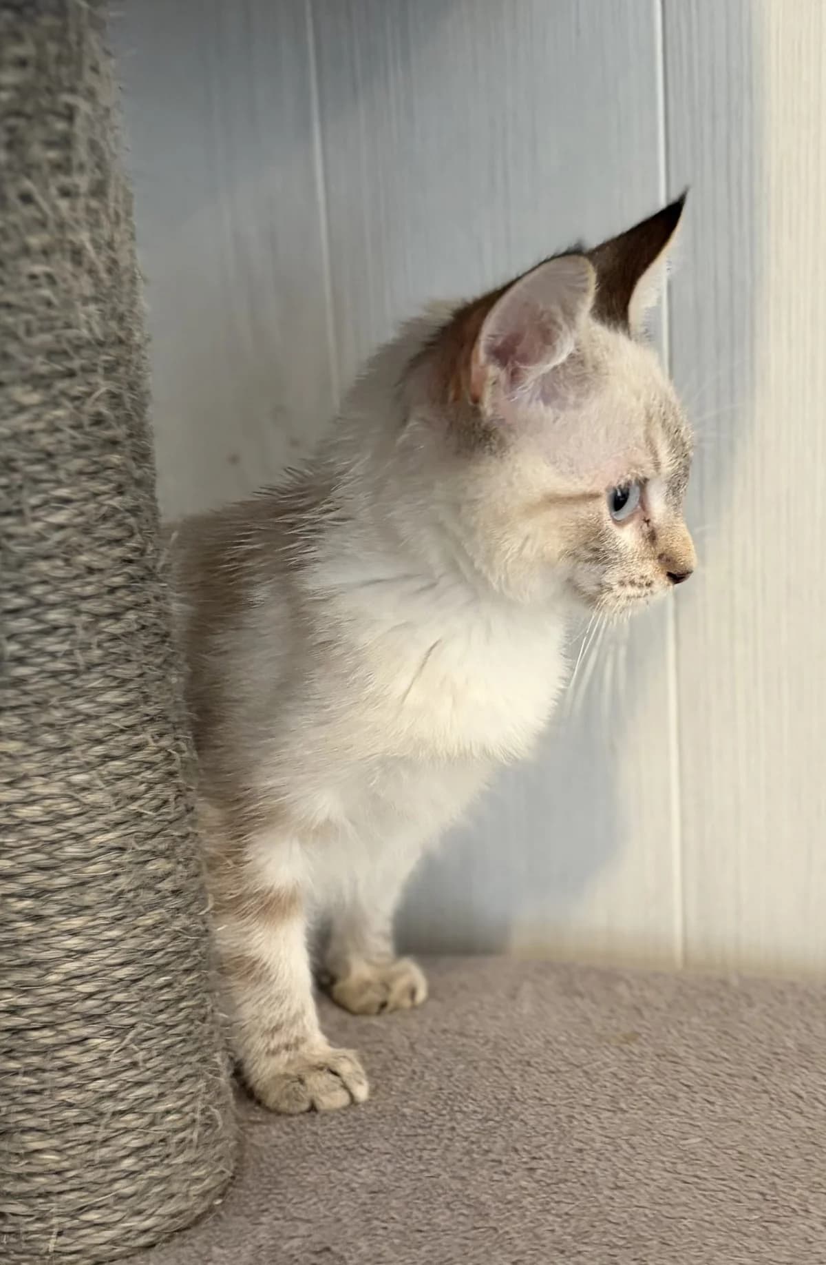 BREST, male puppy European Shorthair for adoption at Le Refuge 61