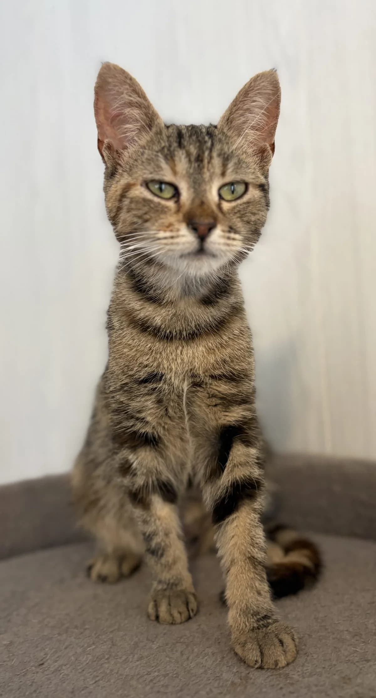 BRUME, female young European Shorthair for adoption at Le Refuge 61
