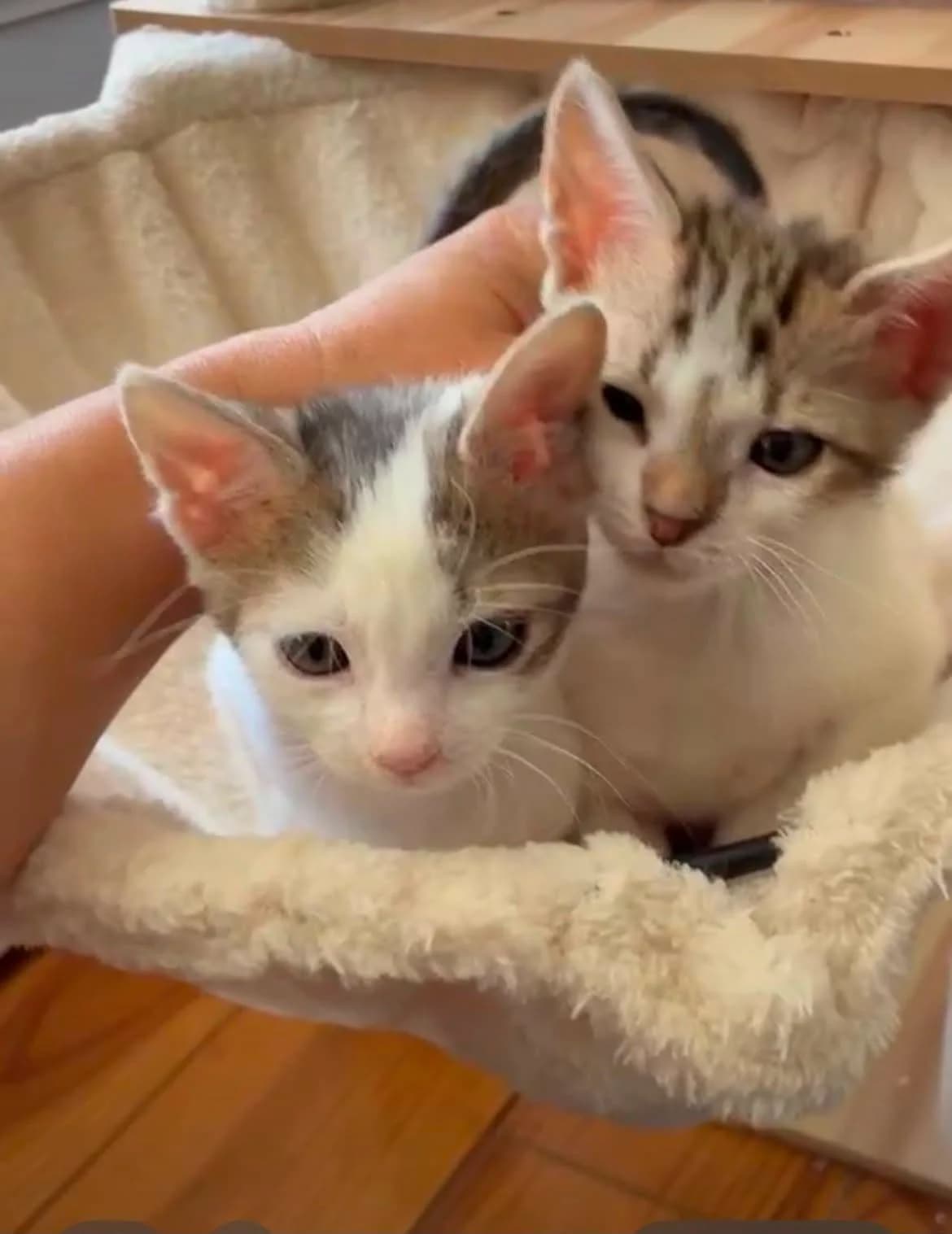 Luna et Berlioz, Mixed Breed for adoption at Le Chalet des Chats, Saint-Jean-Pied-de-Port