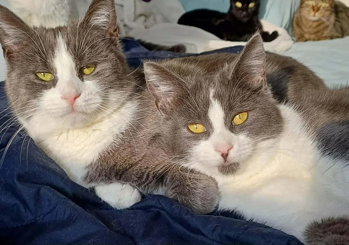 ANTALÈS et ANTARCTIQUE, young Mixed Breed for adoption at L