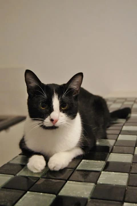 OBAIDI, male senior Mixed Breed for adoption at L