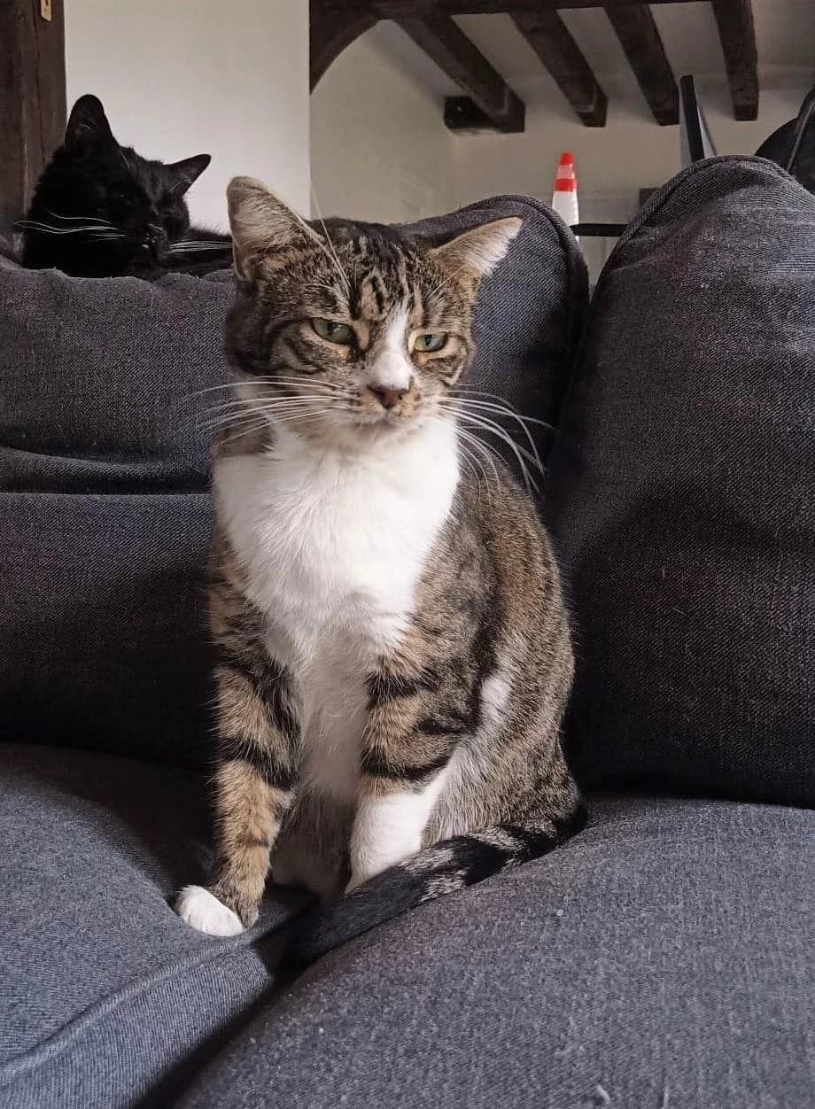 QUIZZ- F, 7yo Mixed Breed for adoption at L