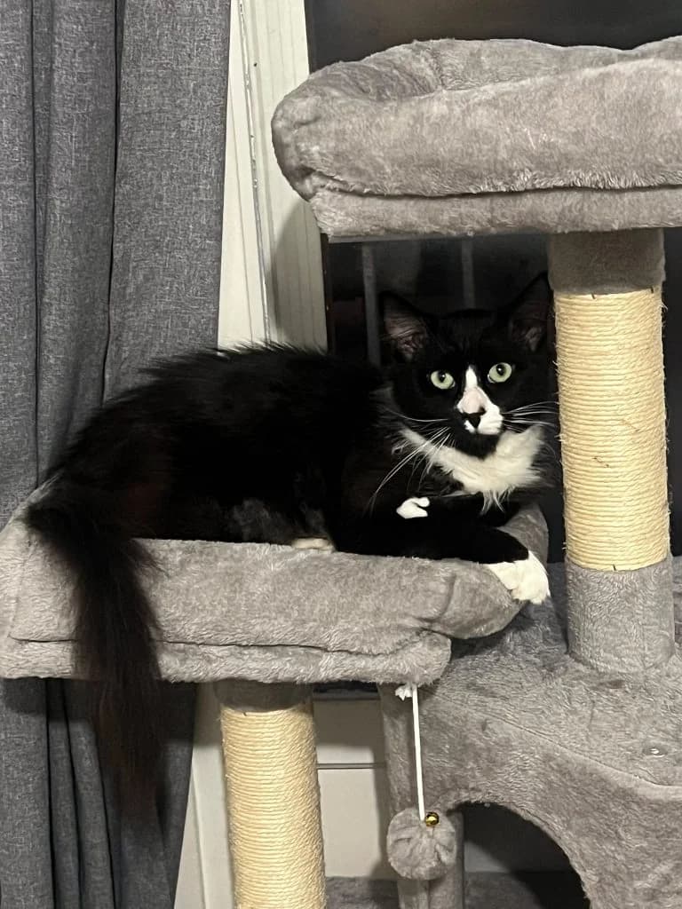 NAVY, European Shorthair for adoption at Le Chat Doc