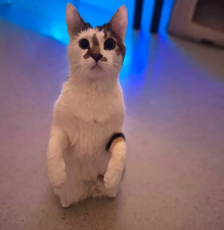 ARÈS, European Shorthair for adoption at Le Chat Doc
